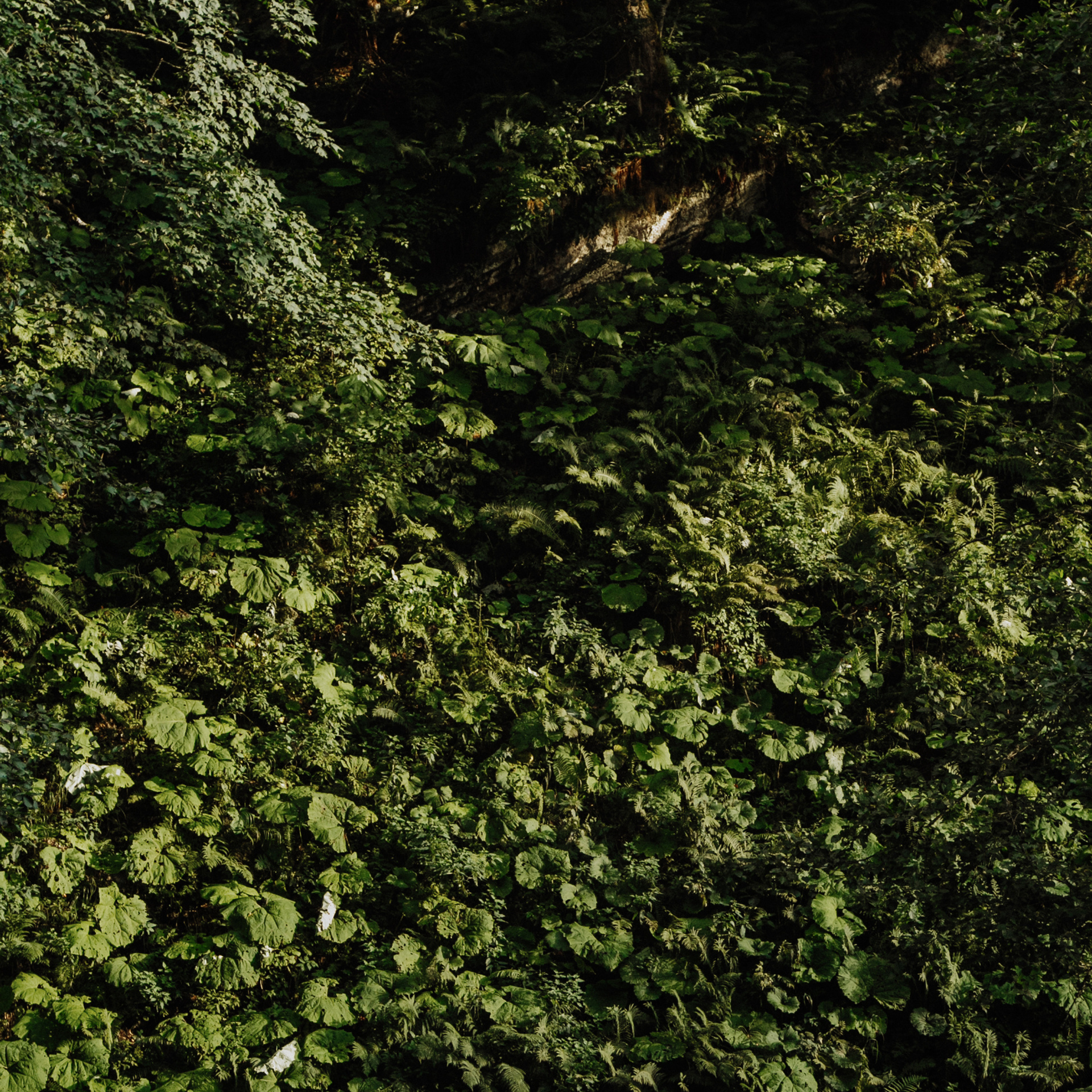 Заставки на телефон. Сочи (Роза Хутор)+Абхазия. Свадебный и репортажный фотограф Новороссийск Краснодар Сочи Крым Данила Данилов