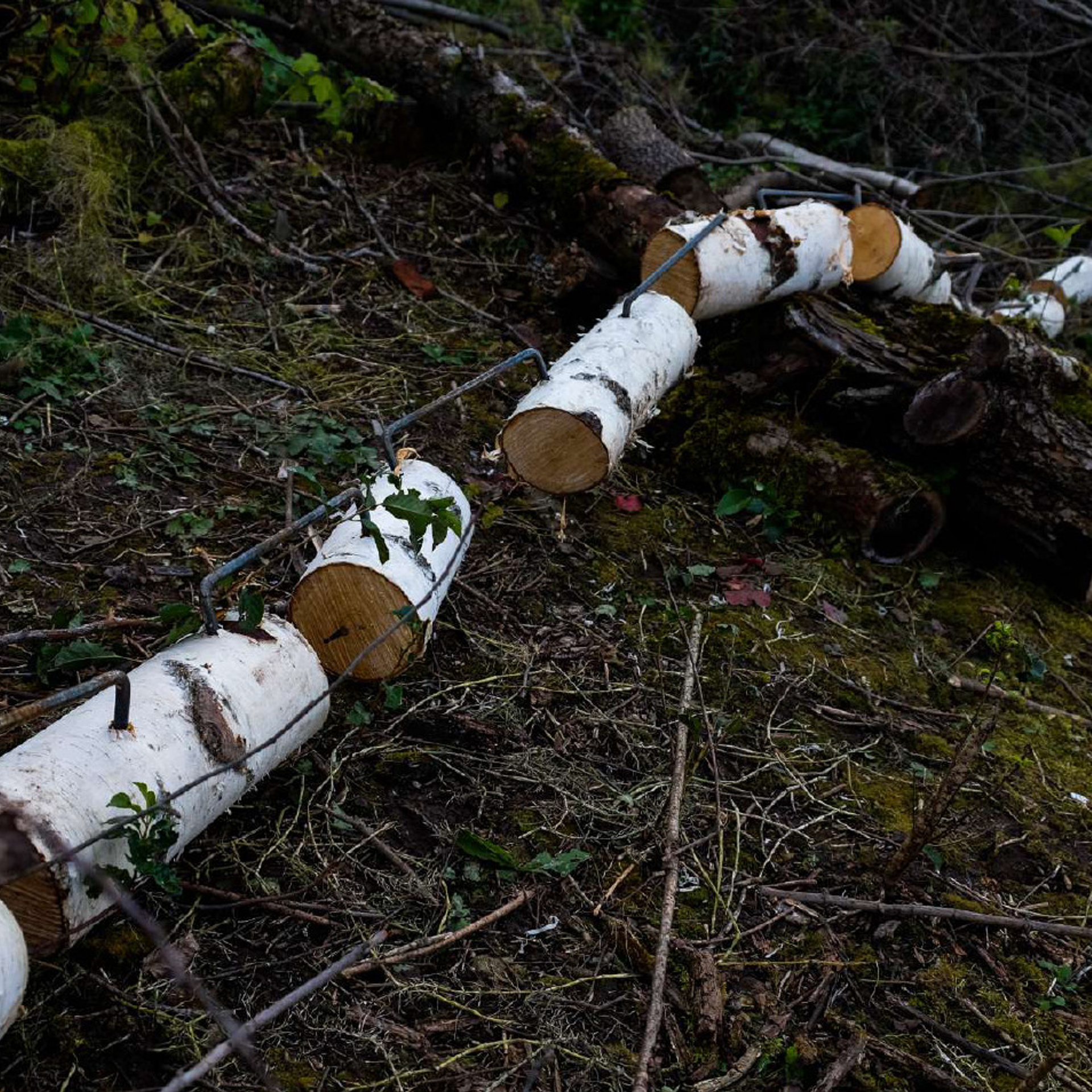 Replay. Elena Slobtseva is a visual multidisciplinary artist