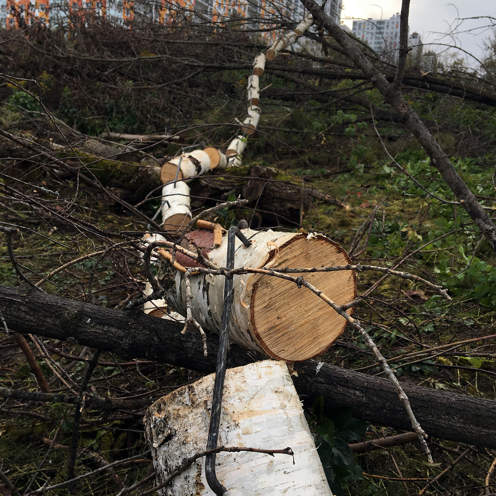 Replay. Elena Slobtseva is a visual multidisciplinary artist