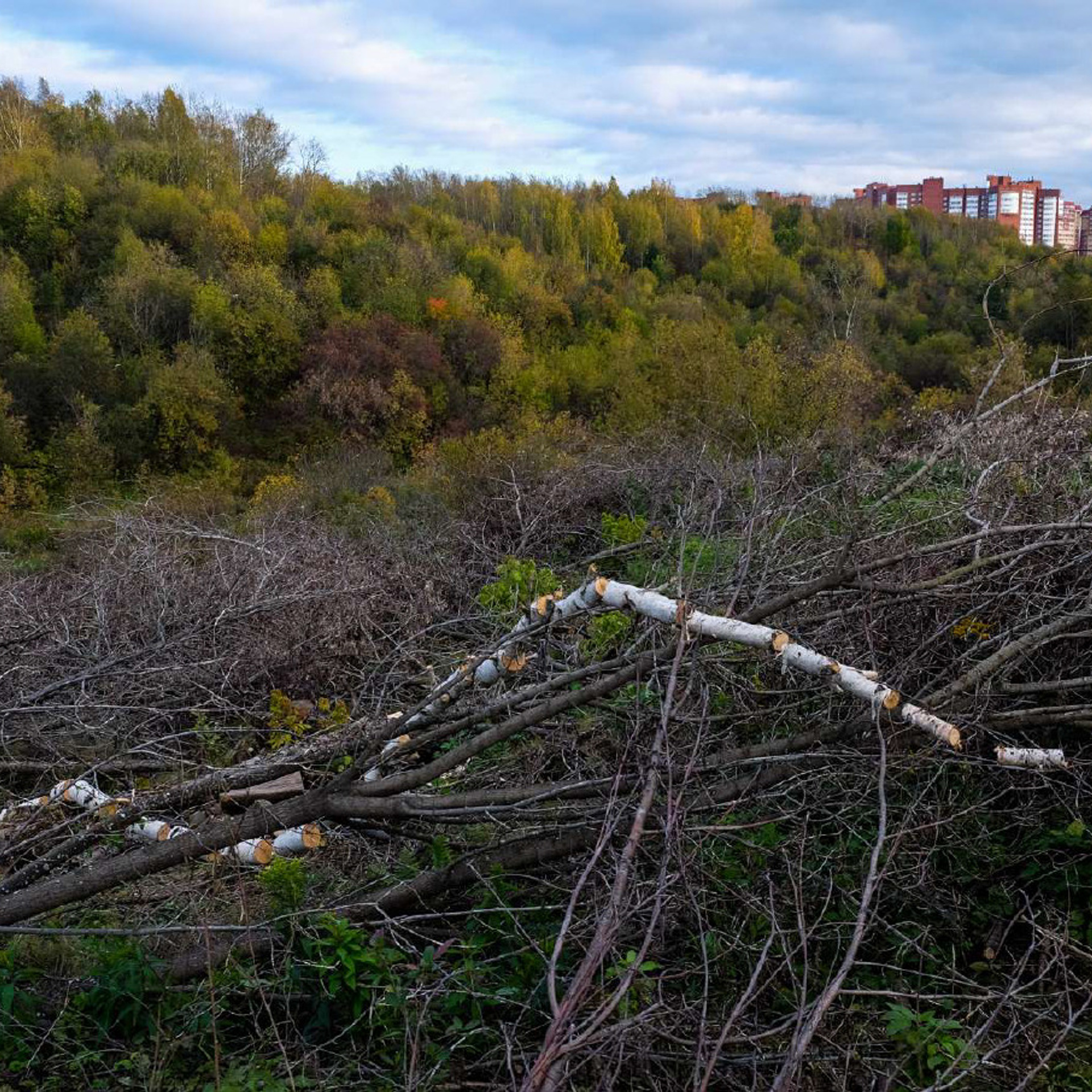 Replay. Elena Slobtseva is a visual multidisciplinary artist