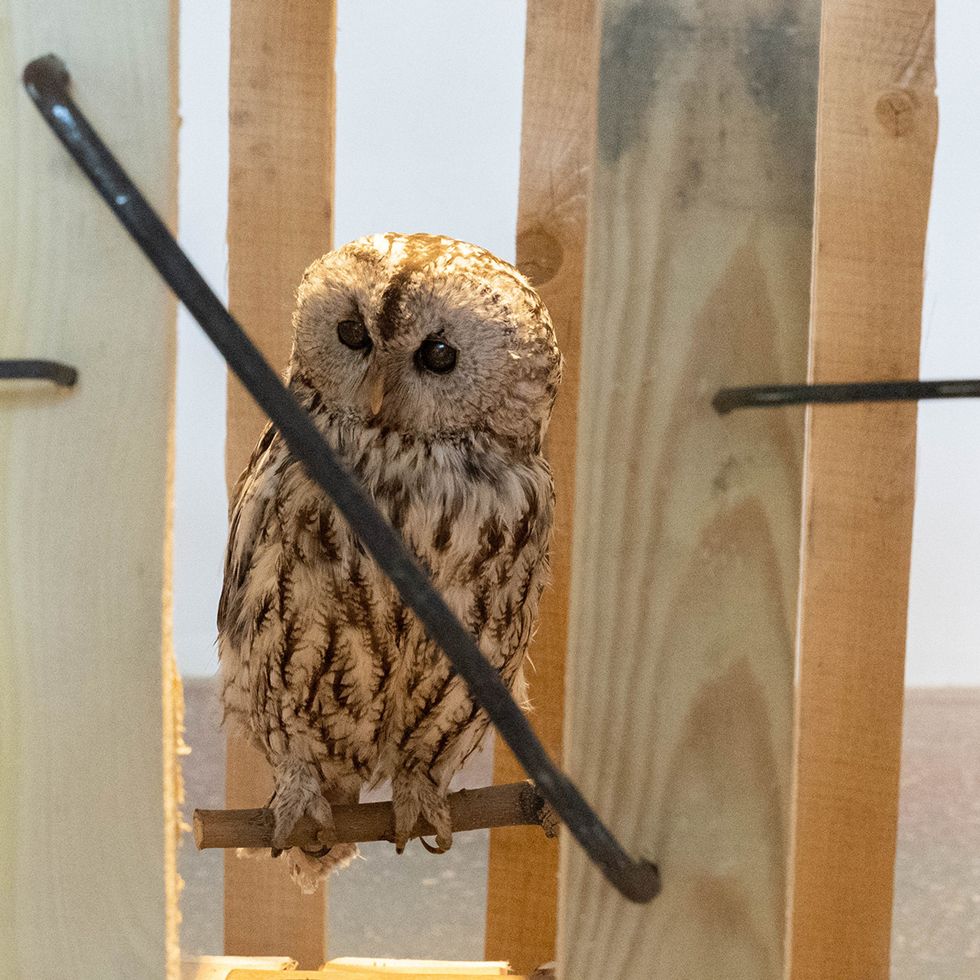 Cages for exhibits
