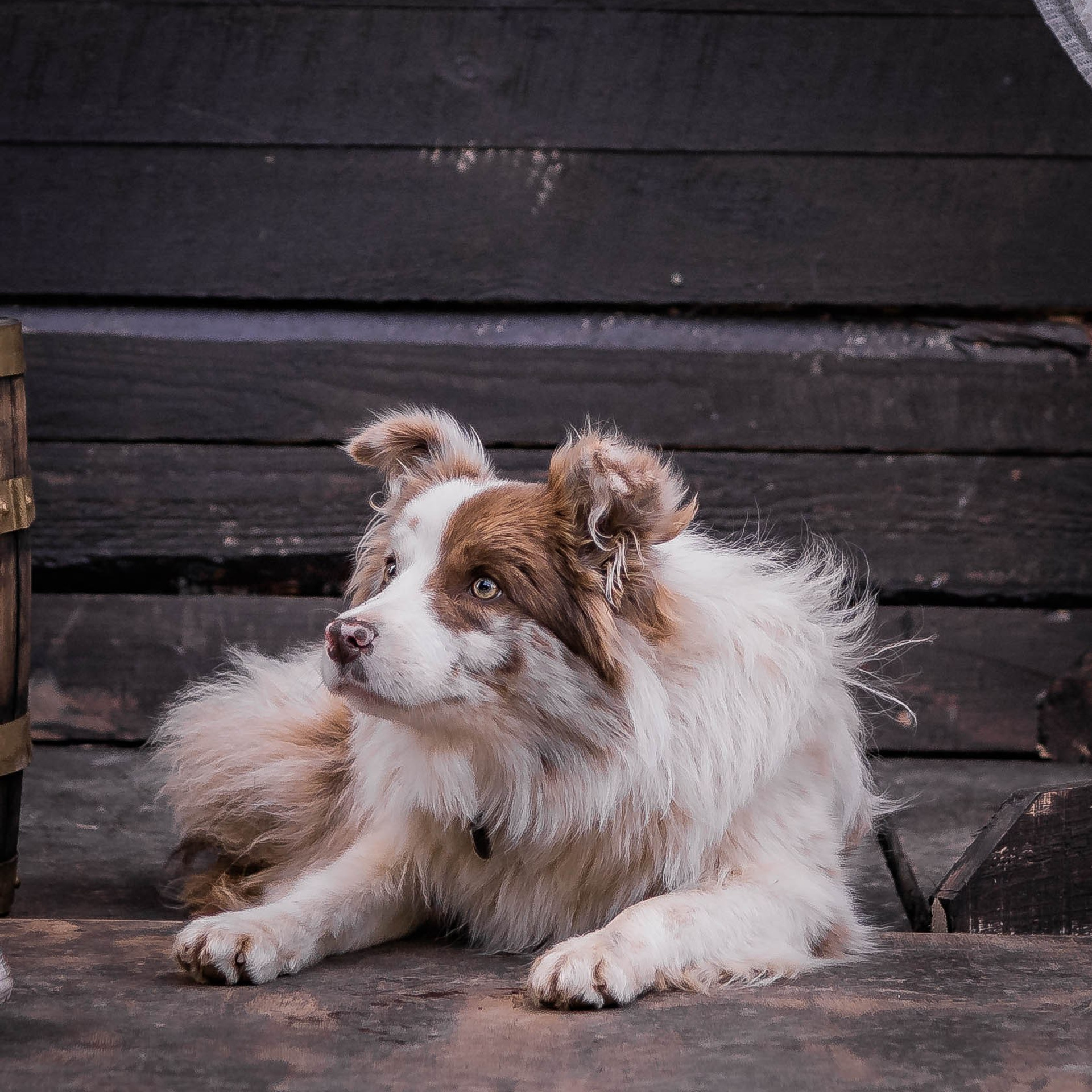 Наши Бордер колли