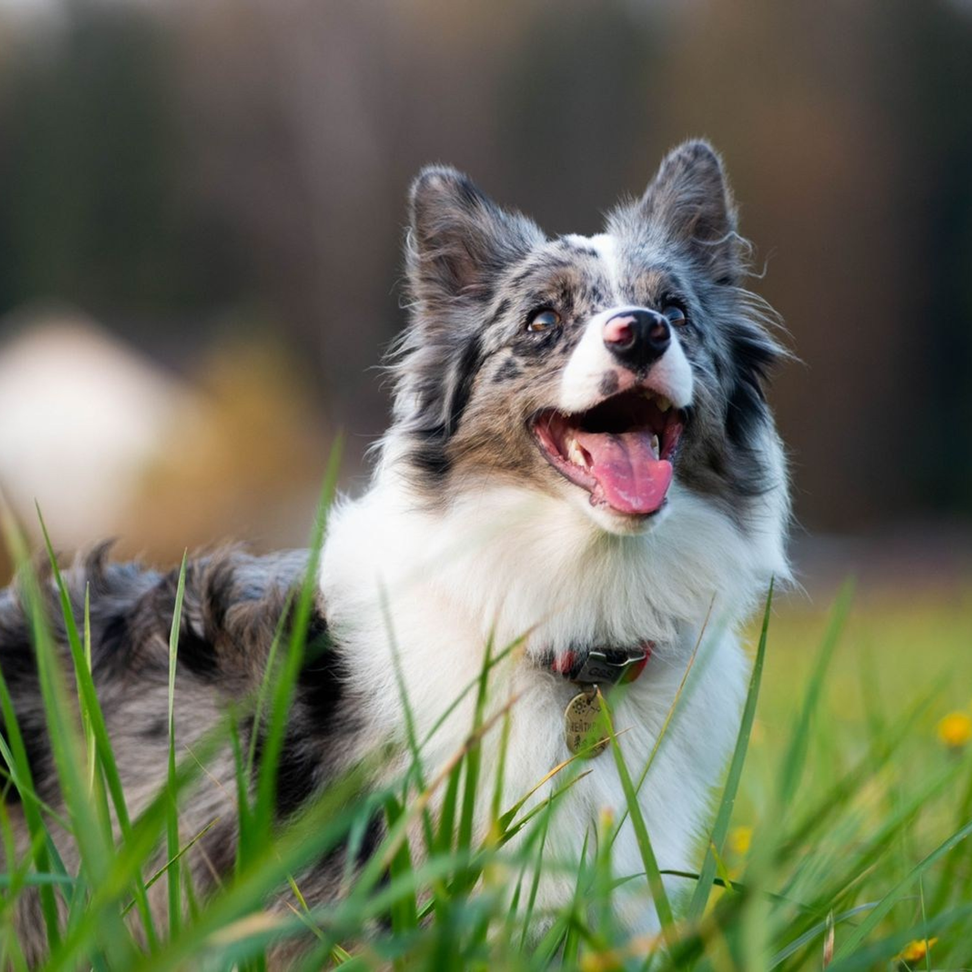 Наши Бордер колли