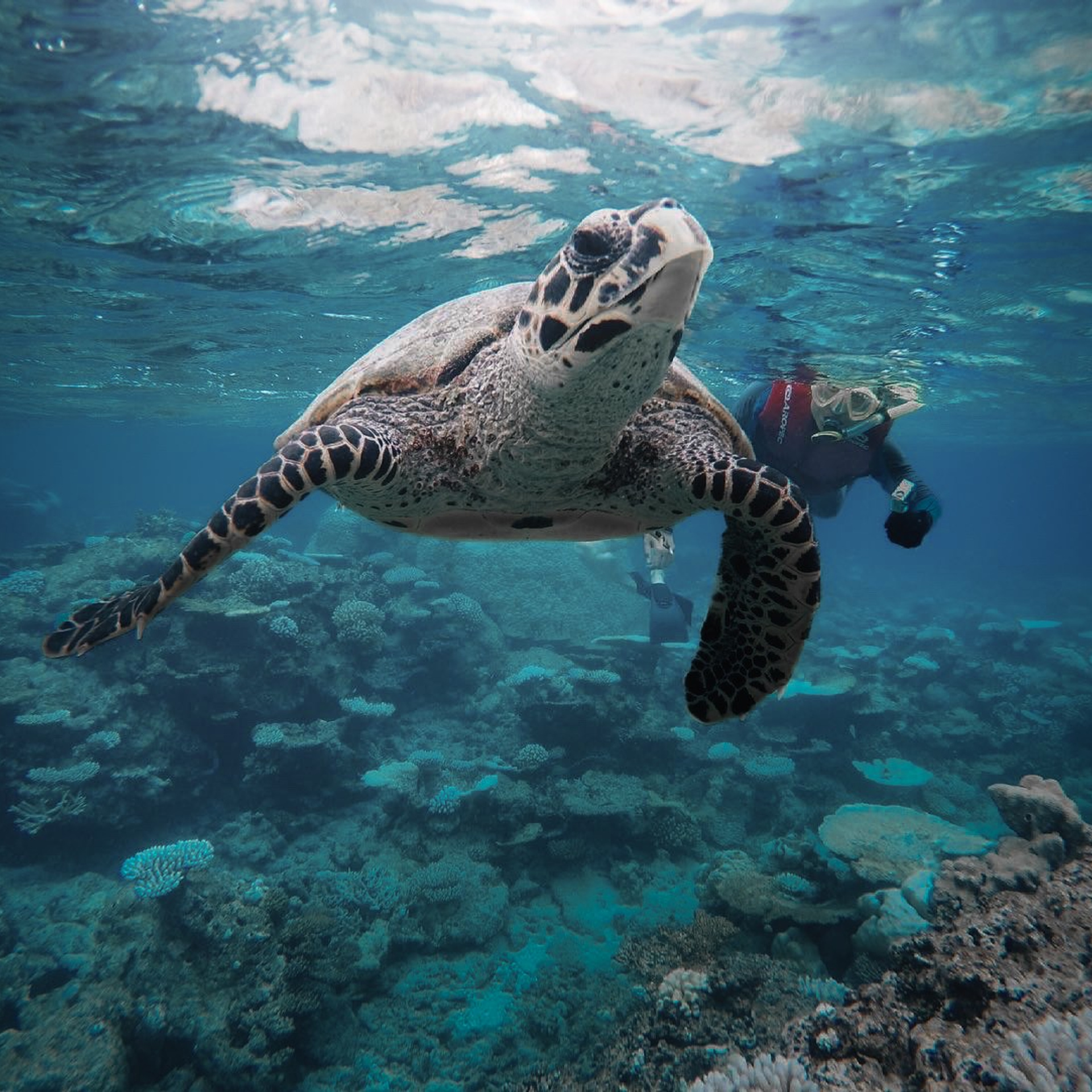 ЭКСКУРСИЯ — КААФУ АТОЛЛЧЕРЕПАХИ, РИФОВАЯ АКУЛА, НЕМО, ЛОБСТЕР, МАНТА РЕЙ