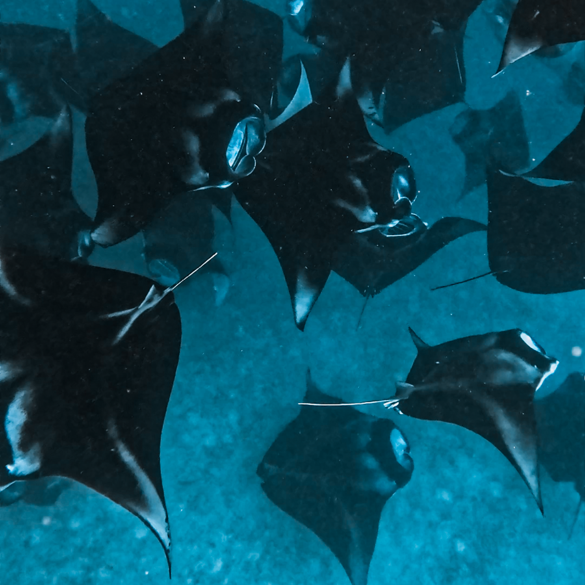 Авторские туры на Мальдивы