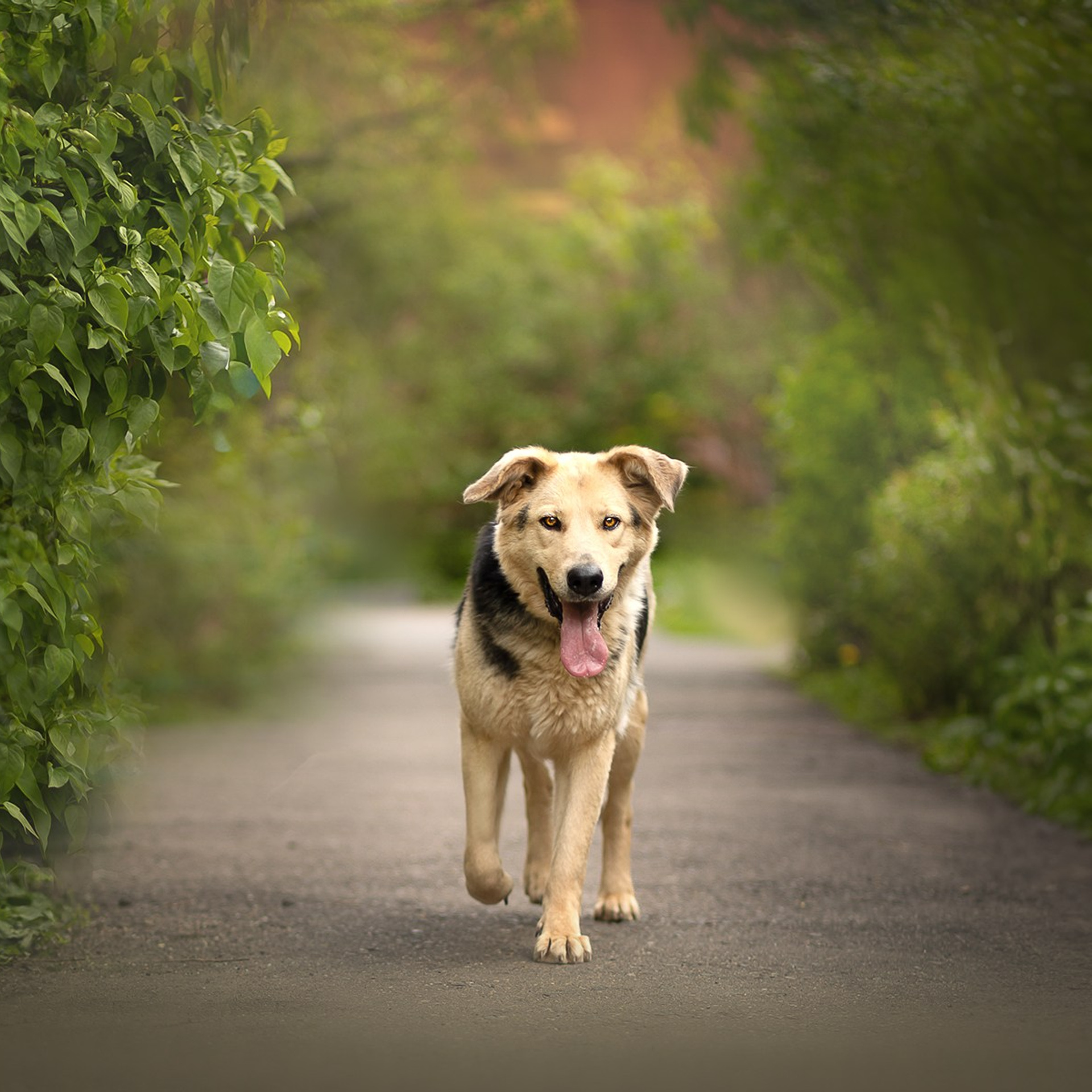 Домашние любимцы. Фотограф-анималист в Москве и Подмосковье