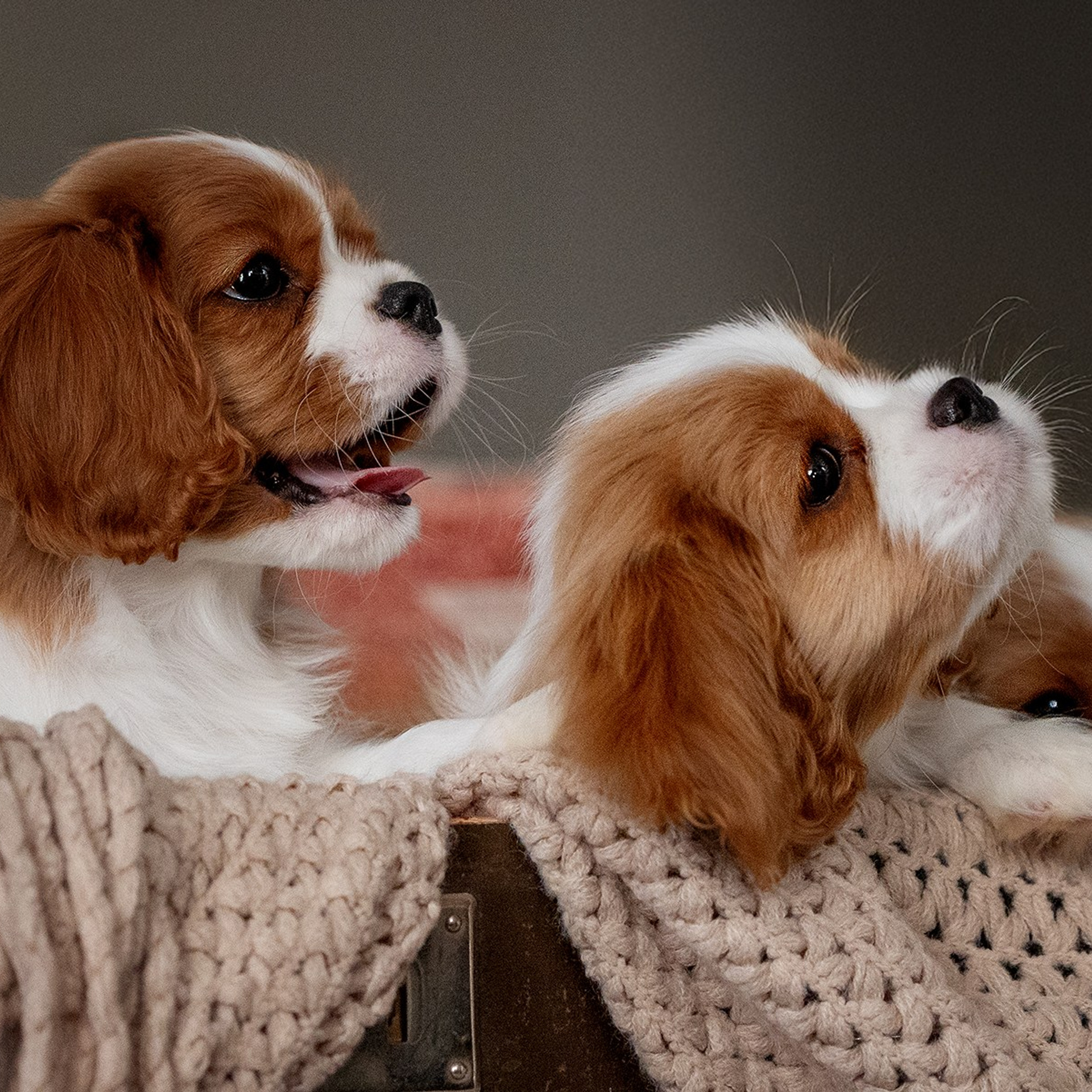 В поиске дома. Фотограф-анималист в Москве и Подмосковье