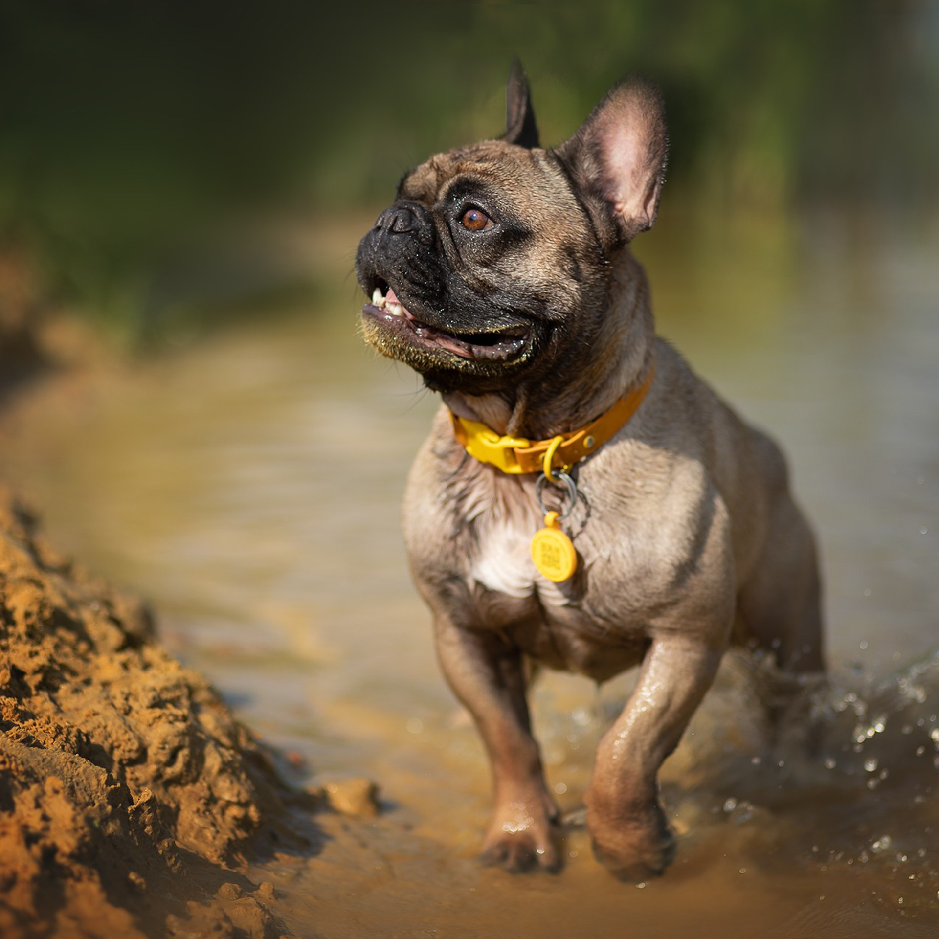 В поиске дома. Фотограф-анималист в Москве и Подмосковье