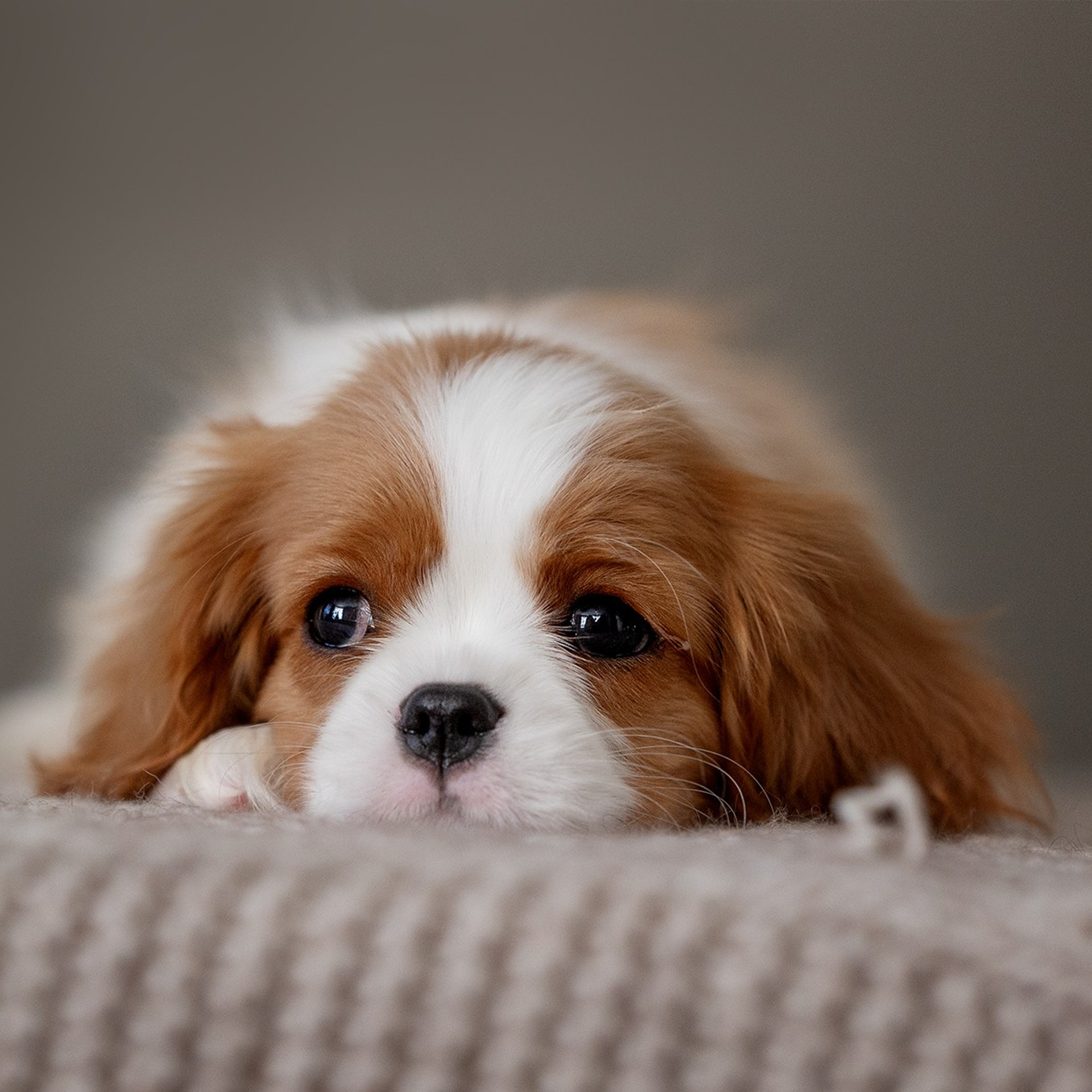 В поиске дома. Фотограф-анималист в Москве и Подмосковье
