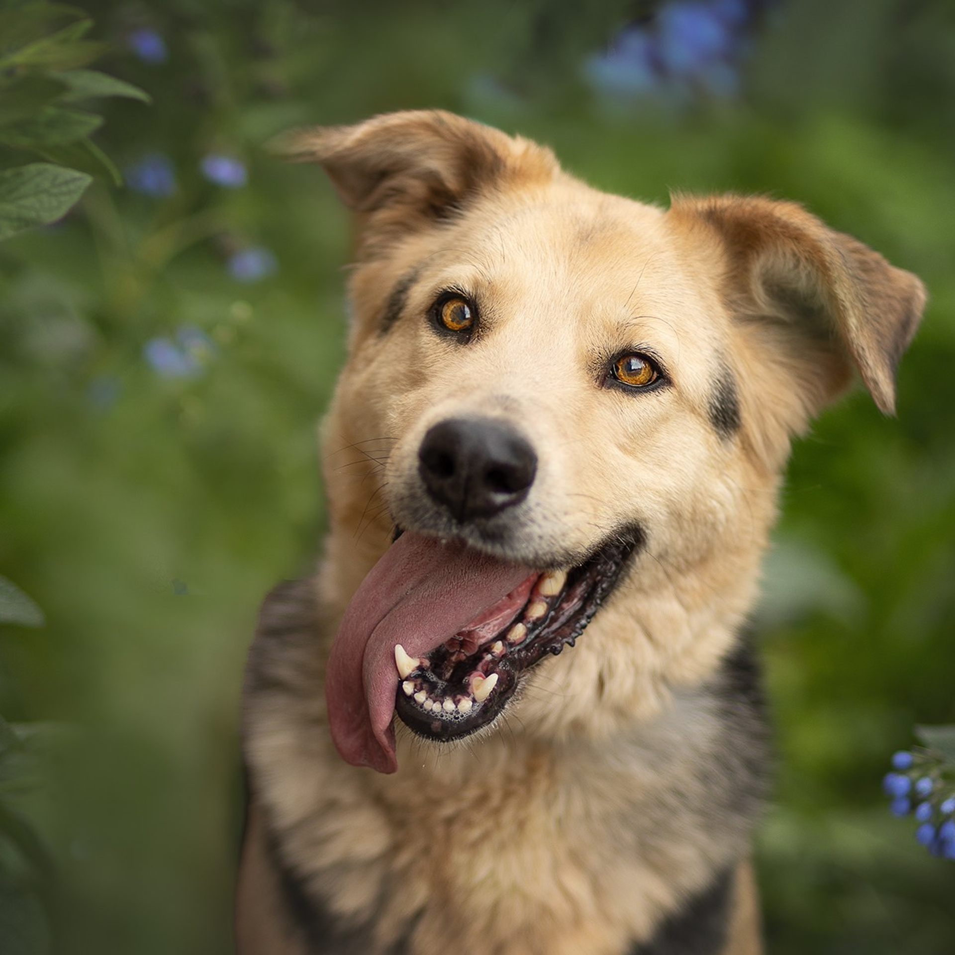 Домашние любимцы. Фотограф-анималист в Москве и Подмосковье