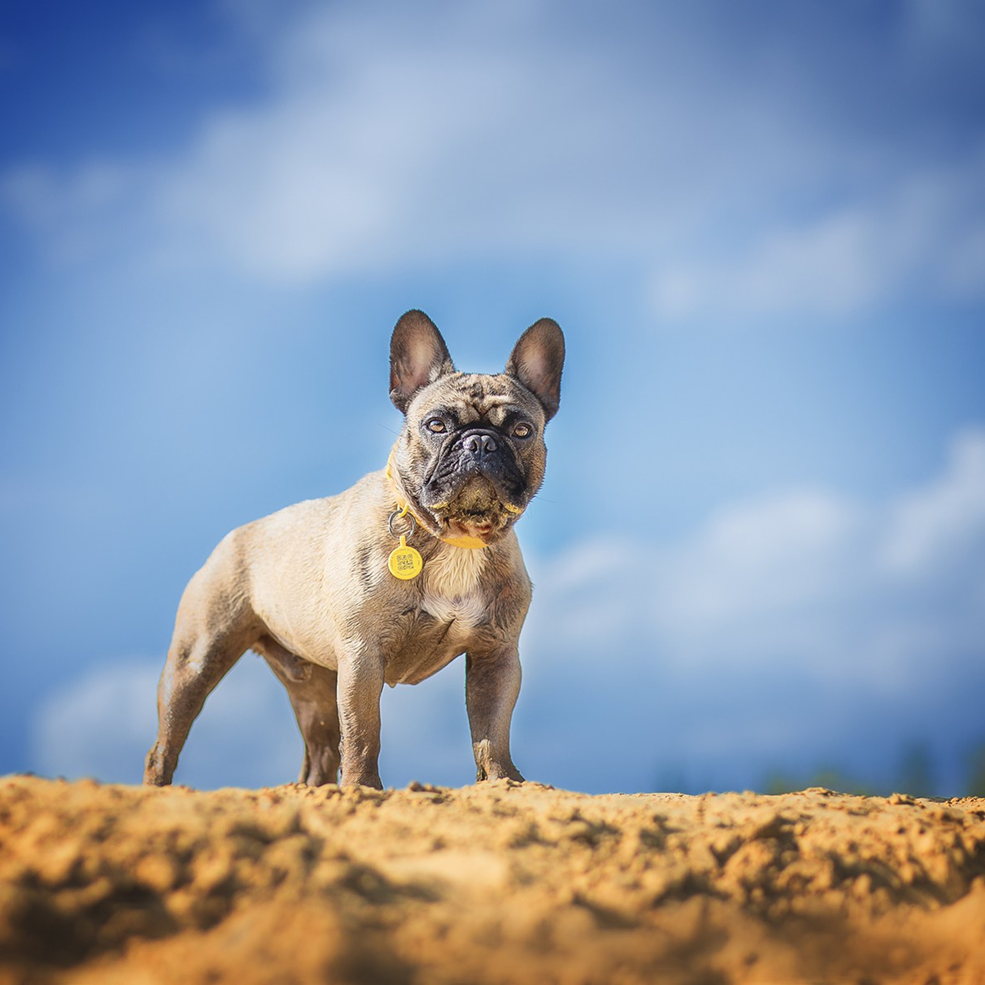 В поиске дома. Фотограф-анималист в Москве и Подмосковье