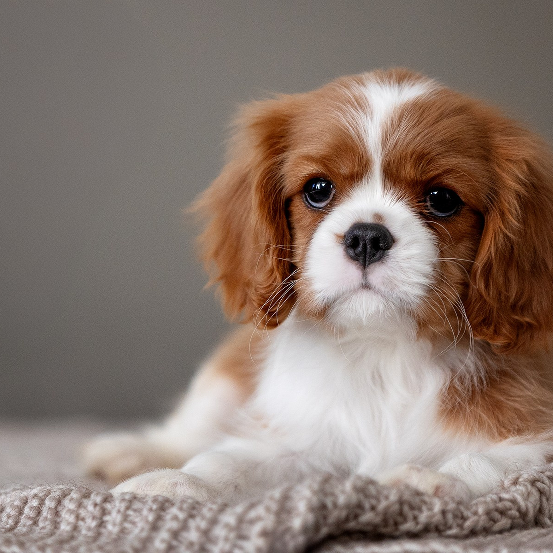 Домашние любимцы. Фотограф-анималист в Москве и Подмосковье