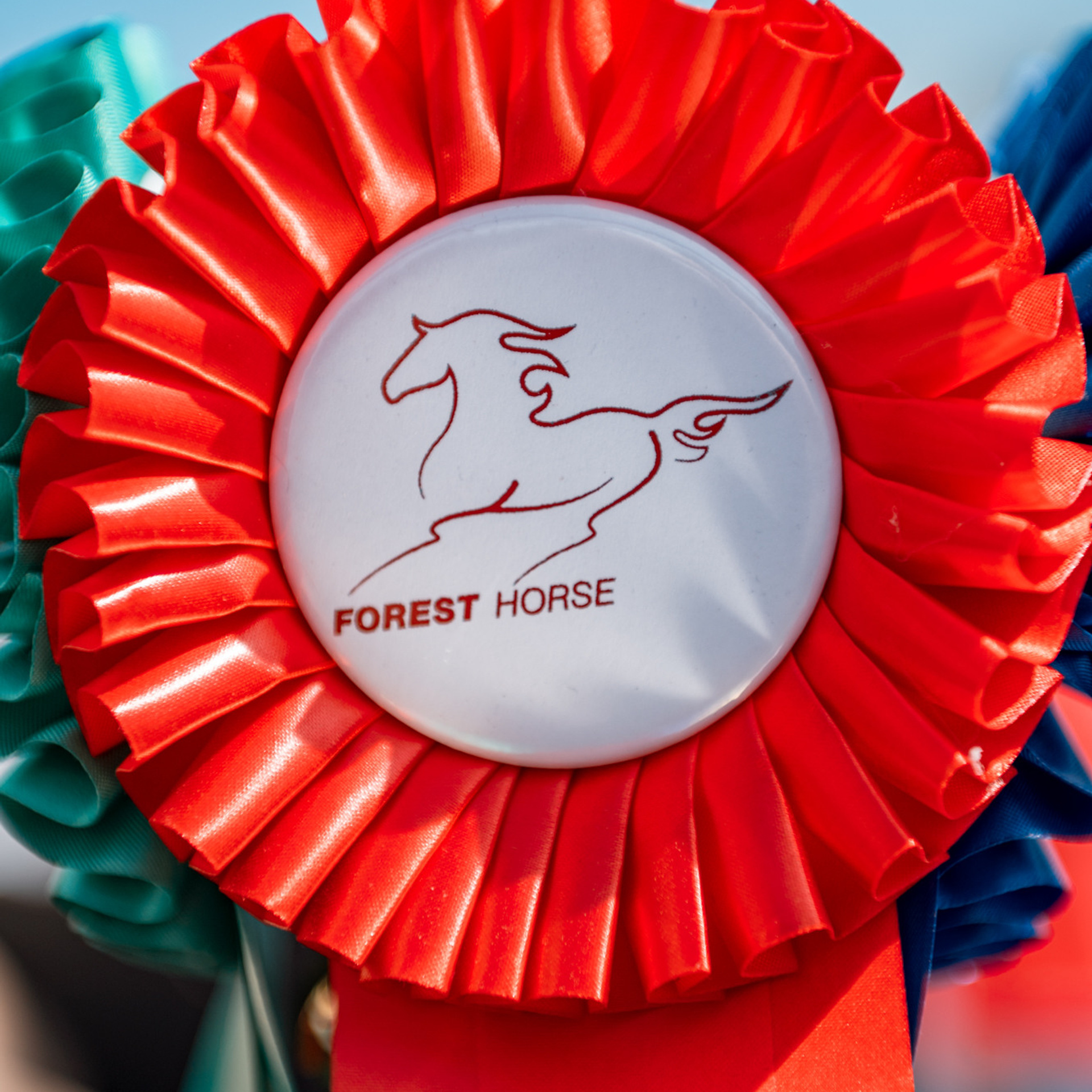 Истории. Конный и фотограф с животными в Твери Топталова Люся