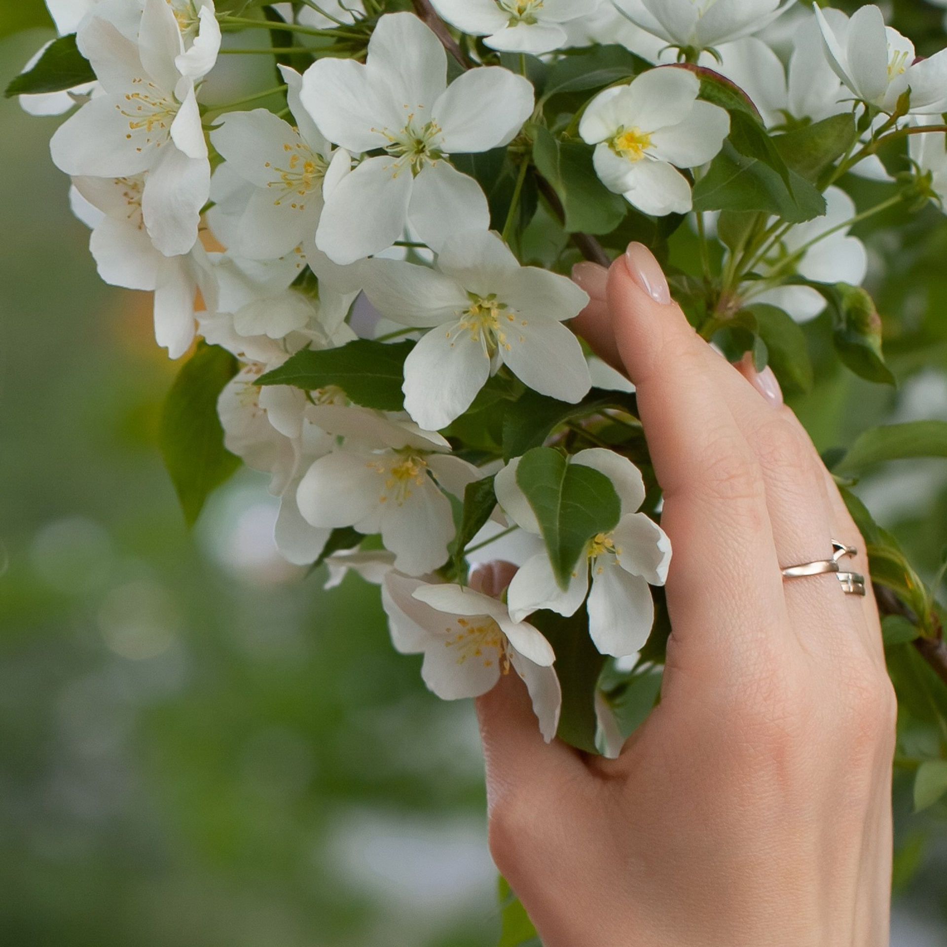 В цветении яблонь