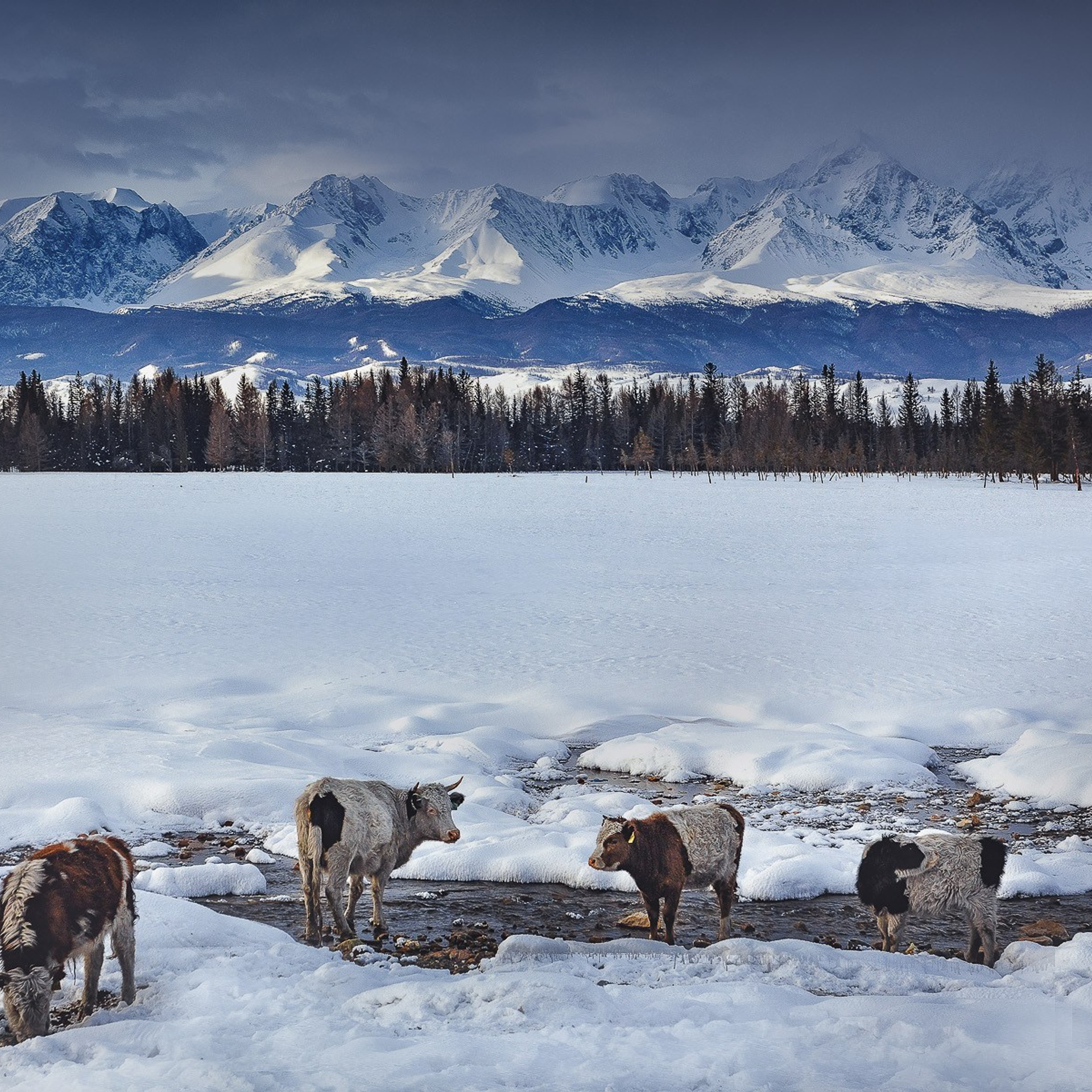 Зимние краски Алтая (01.12 — 07.12.25). Фотограф Константин Шамин