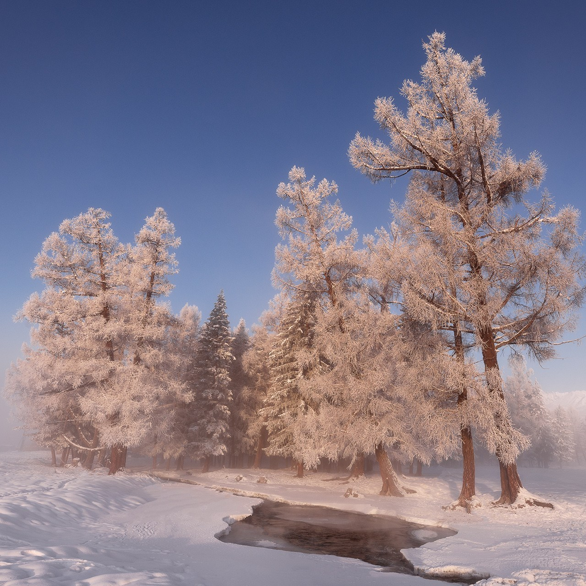 Зимние краски Алтая (01.12 — 07.12.25). Фотограф Константин Шамин