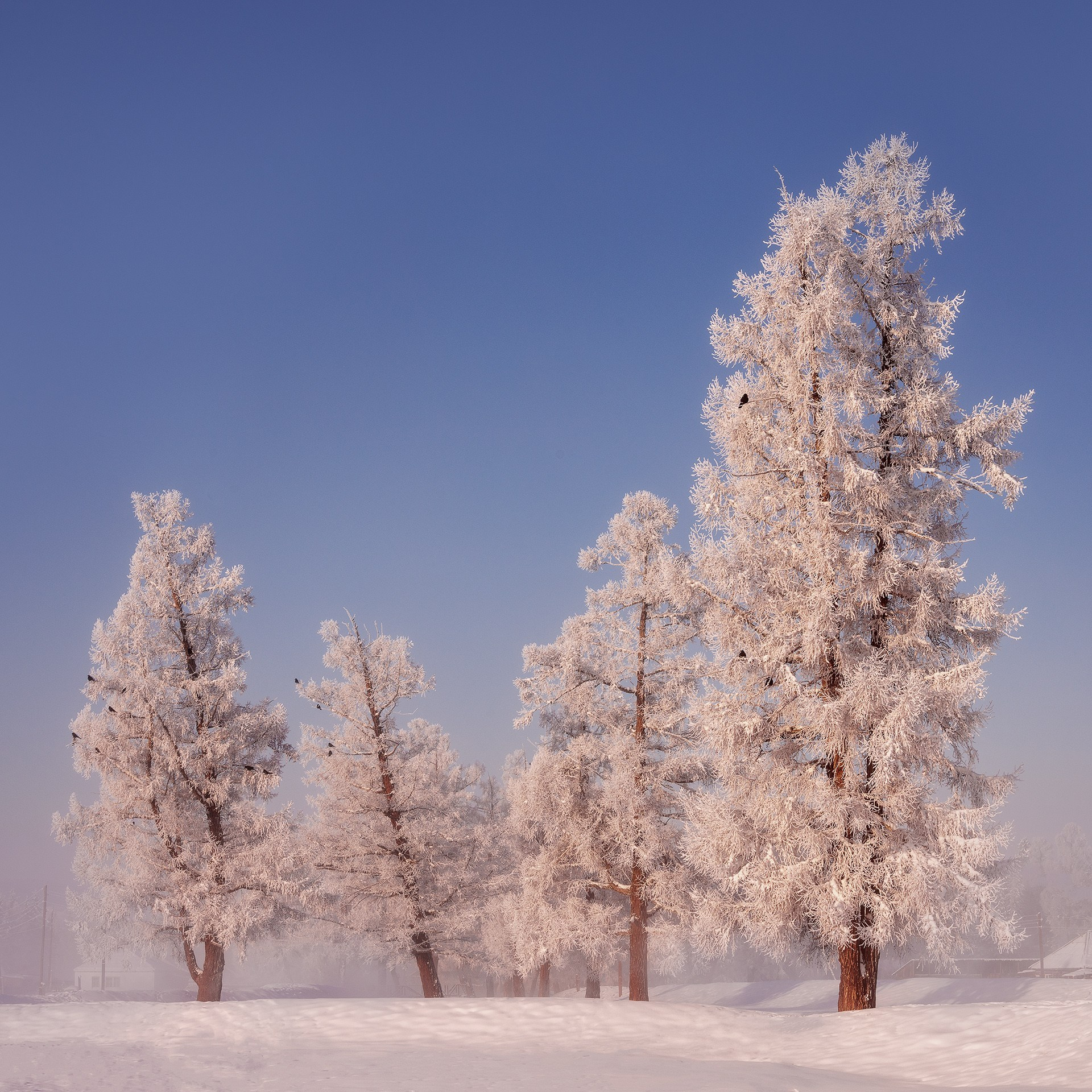 Зимние краски Алтая (01.12 — 07.12.25). Фотограф Константин Шамин