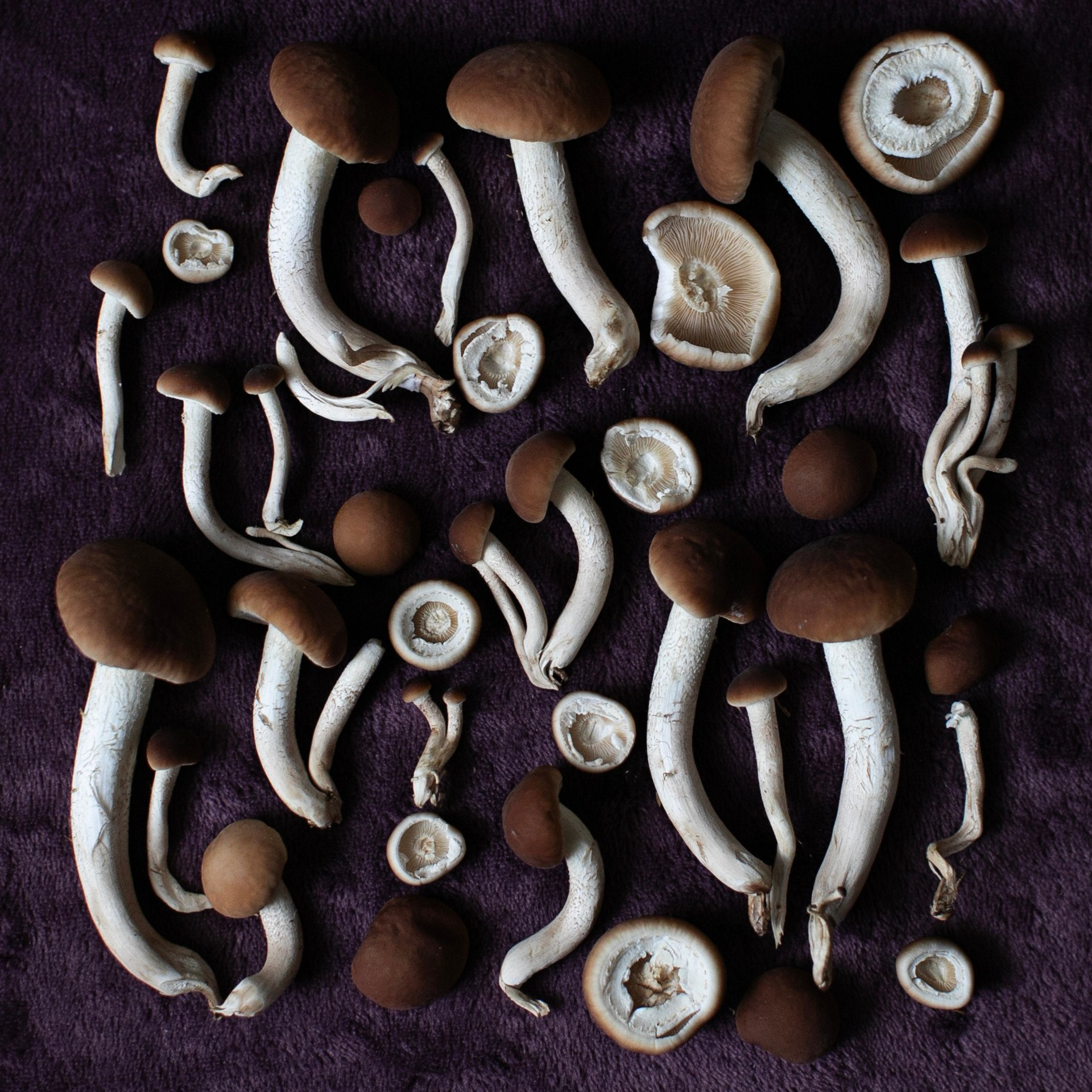 Предметы и цвет. Фотограф-портретист в Москве