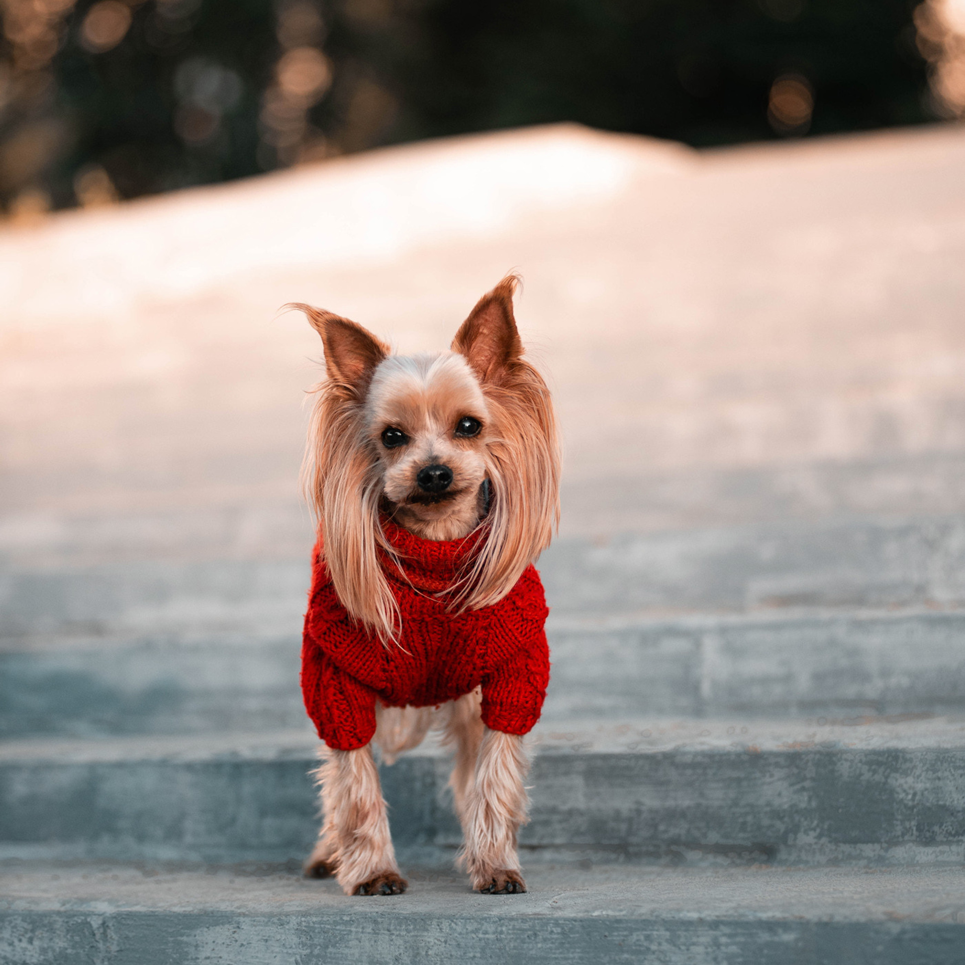 Ира и Вжик. Фотограф — анималист Саратов/Москва|Плужникова Юлия