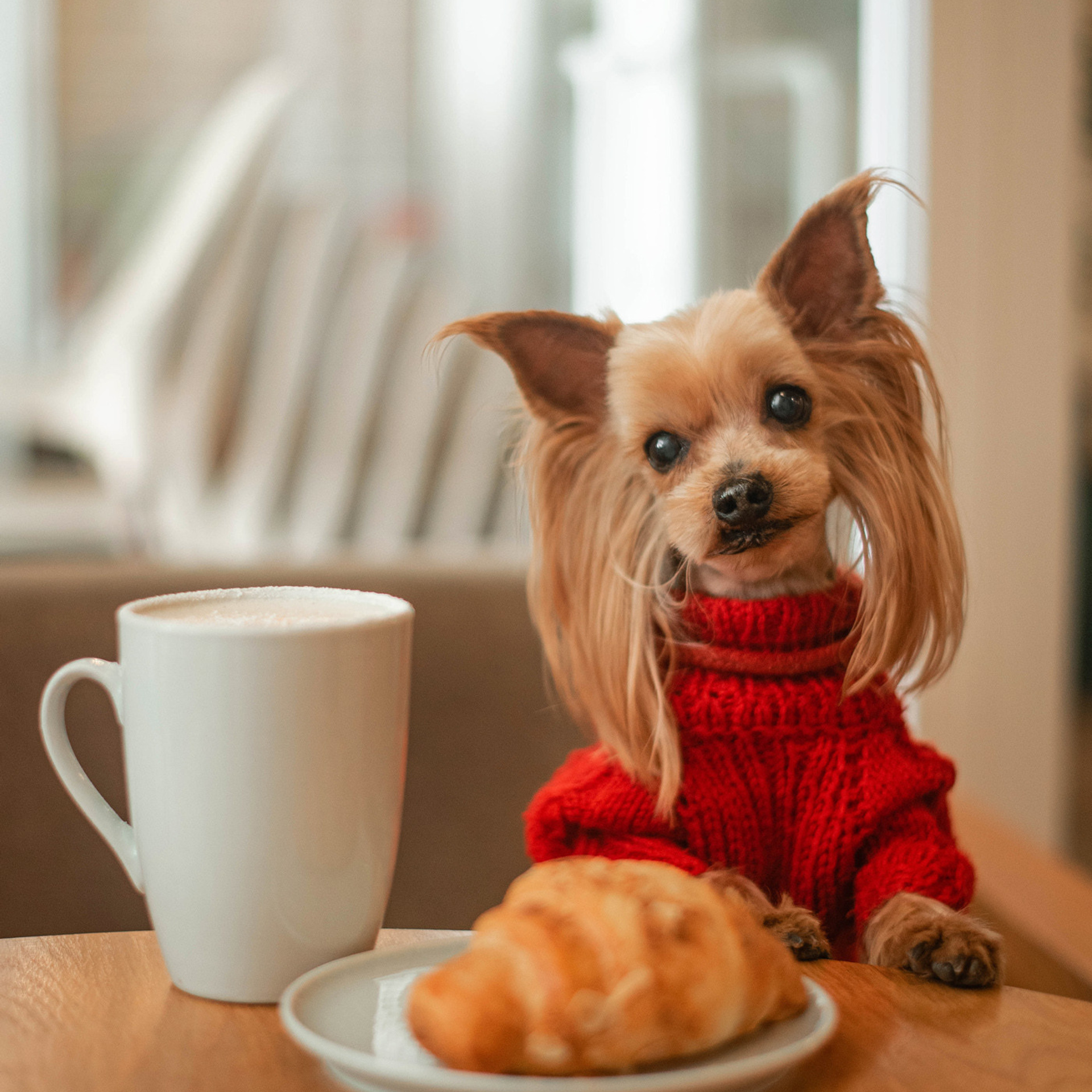 Ира и Вжик. Фотограф — анималист Саратов/Москва|Плужникова Юлия