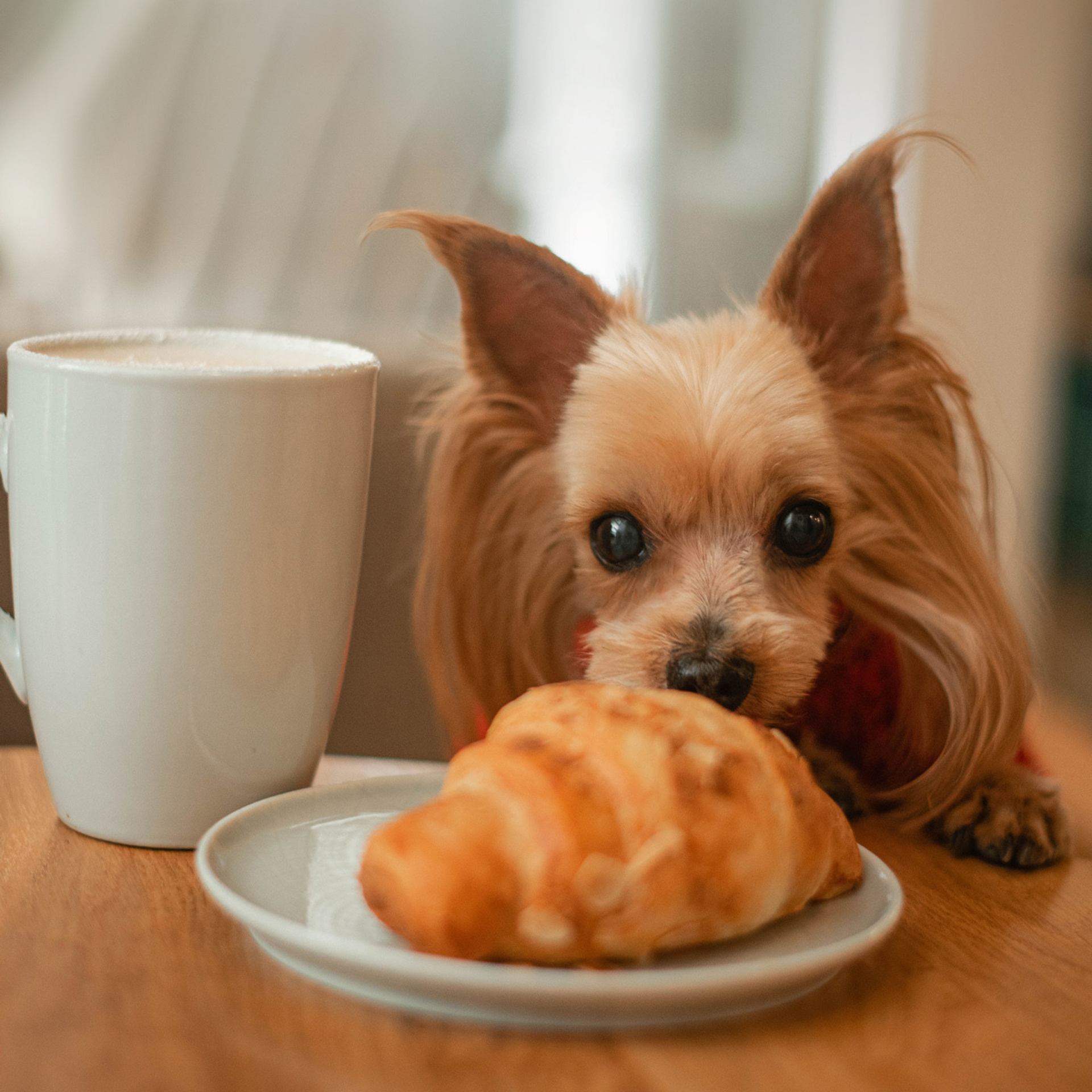 Ира и Вжик. Фотограф — анималист Саратов/Москва|Плужникова Юлия
