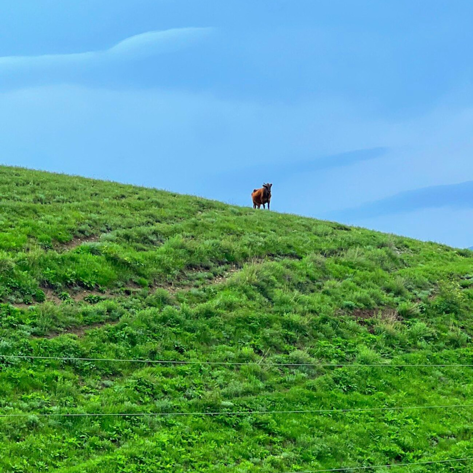 Одинокая корова стоит на вершине зеленого холма под ясным голубым небом. Холм покрыт свежей травой, создавая контраст с насыщенным небесным фоном. Атмосфера спокойствия и уединения.