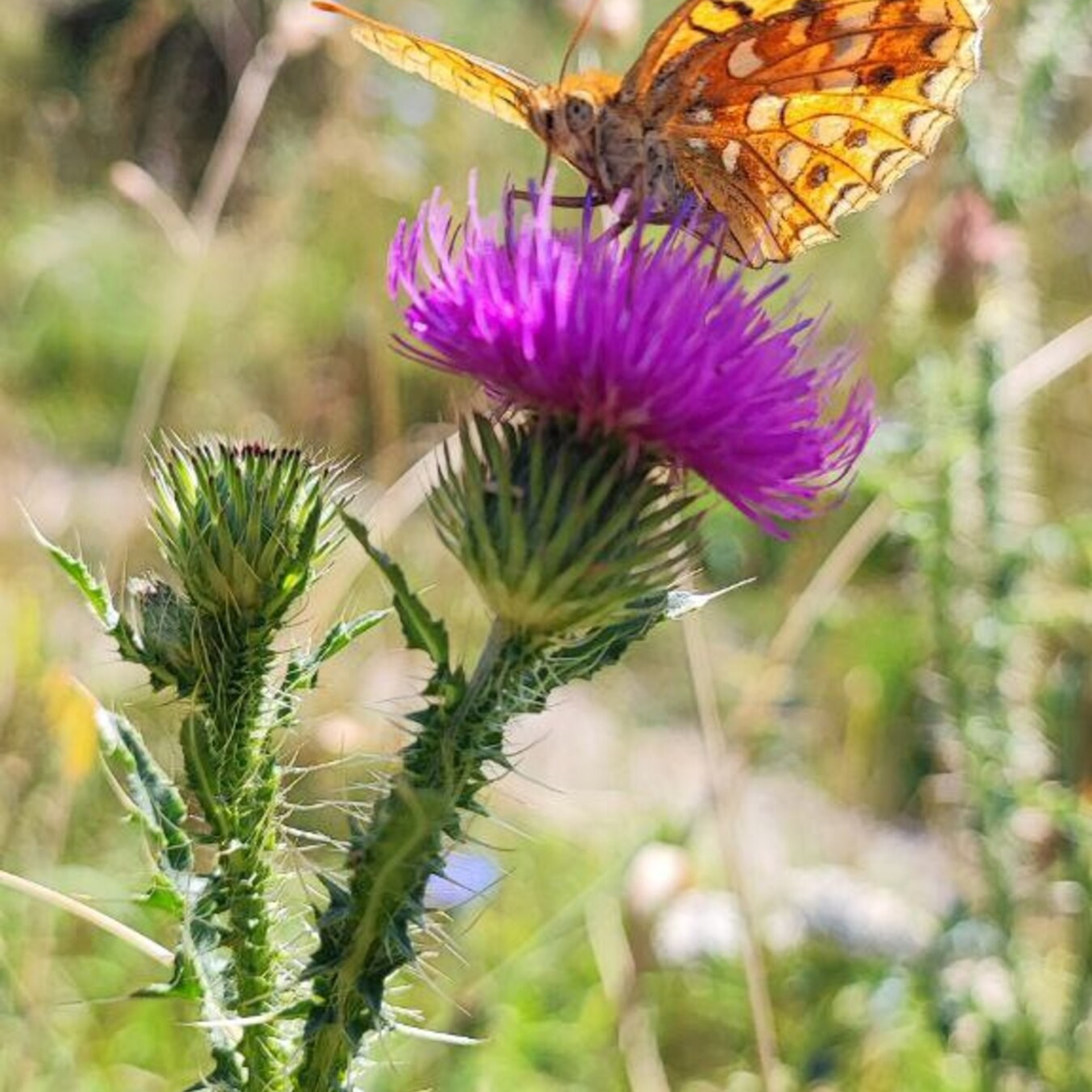 Апельсиновая бабочка с черными узорами сидит на ярко-фиолетовом цветке чертополоха, окружённом зелёной природой и горами на заднем плане.