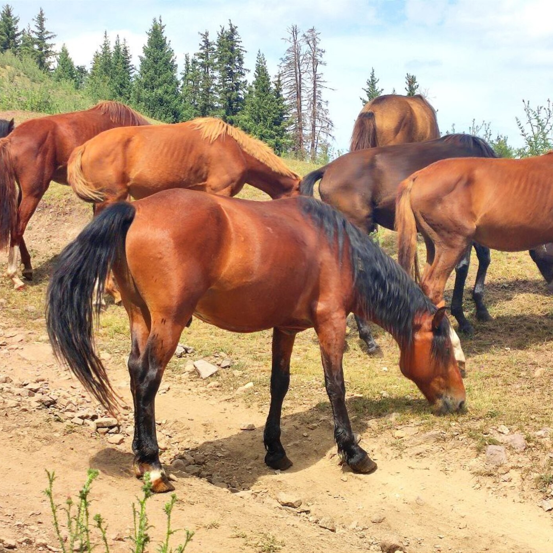 Экскурсия и тур на плато Ассы и водопад Медвежий из Алматы