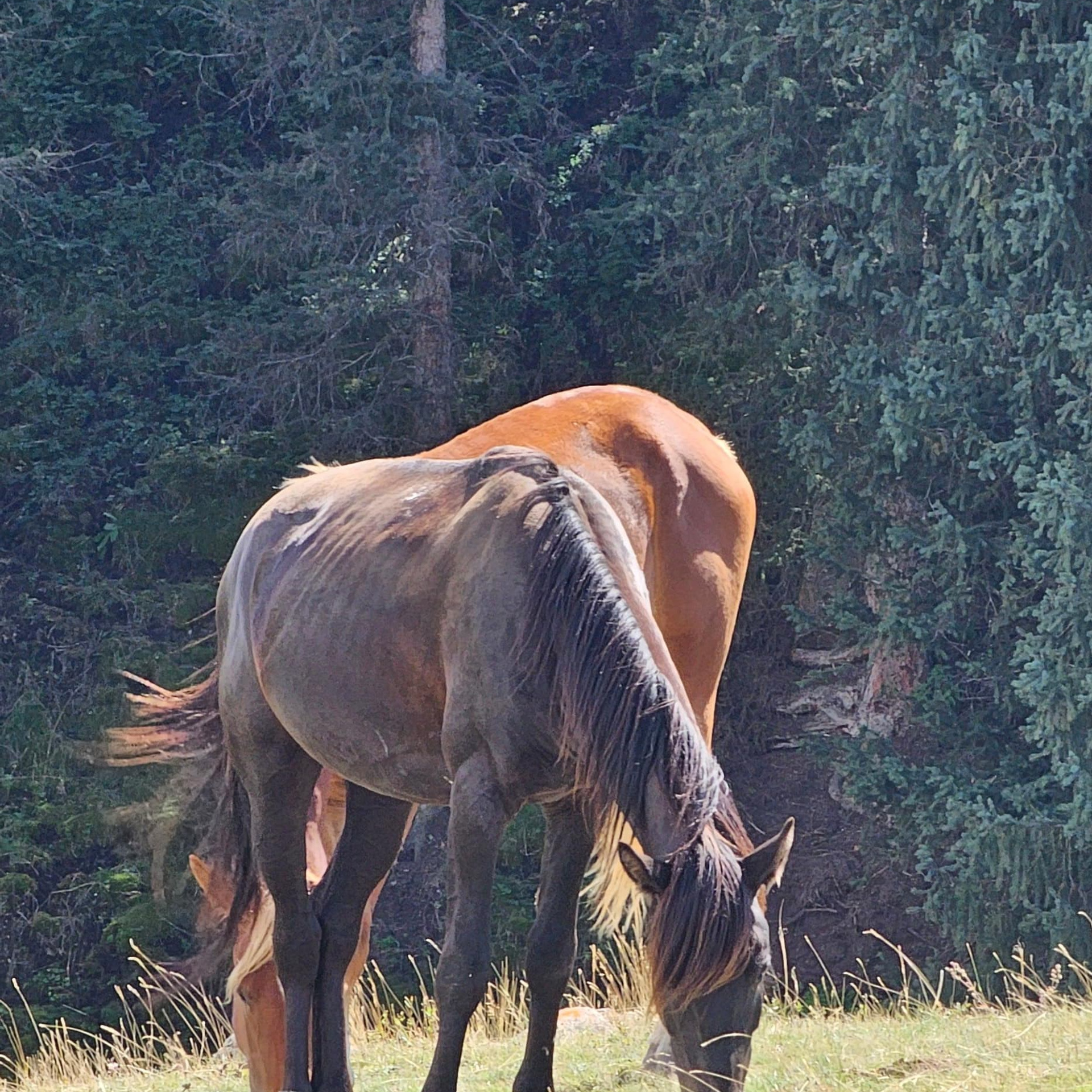 Экскурсия и тур на плато Ассы и водопад Медвежий из Алматы