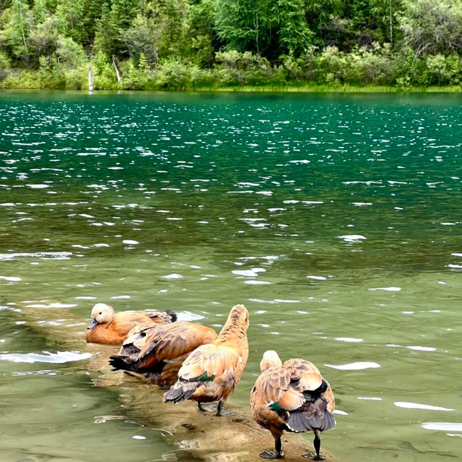Два озера Каинды и Кольсай за один день — экскурсия из Алматы