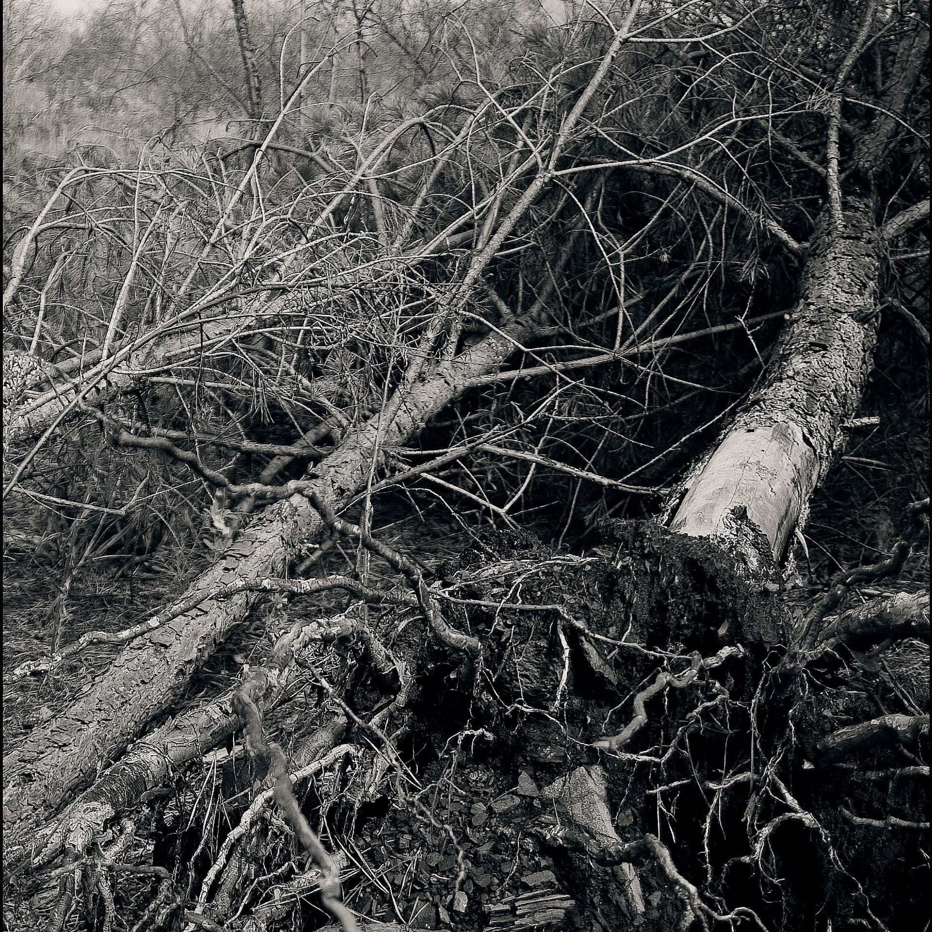 Обрезки. 2005. Евгений Курсков