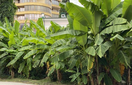 Фотосессия в кооперативном сквере в Сочи. Фотограф Сочи Адлер. Солькаева Анастасия