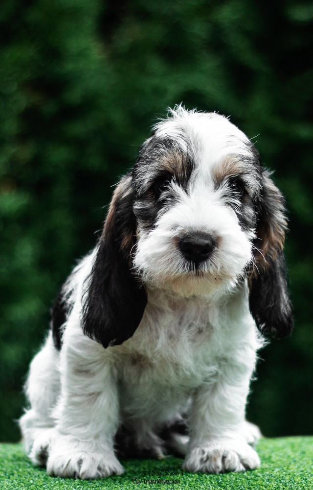 Щенки малых вандейских бассет гриффонов. Фотограф Анималист из Новосибирска Татьяна Кауфман