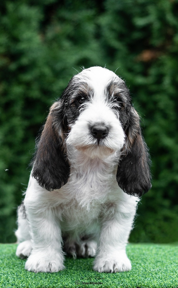 Щенки малых вандейских бассет гриффонов. Фотограф Анималист из Новосибирска Татьяна Кауфман