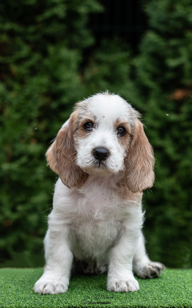 Щенки малых вандейских бассет гриффонов. Фотограф Анималист из Новосибирска Татьяна Кауфман