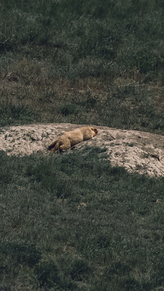 Между Уфой и Оренбургом 2022. Человек с фотокамерой