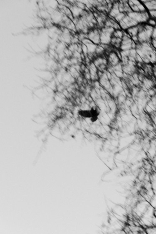 Фотокнига «Solstice» художницы Джулии Боле (Julia Bohle). Private image