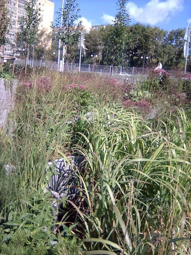 ВНИМАНИЕ! ФЕСТИВАЛЬ ЛАНДШАФТНОГО СТРОИТЕЛЬСТВА. 俄罗斯设计估算