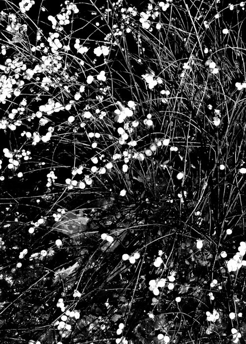 Фотокнига «Solstice» художницы Джулии Боле (Julia Bohle). Private image