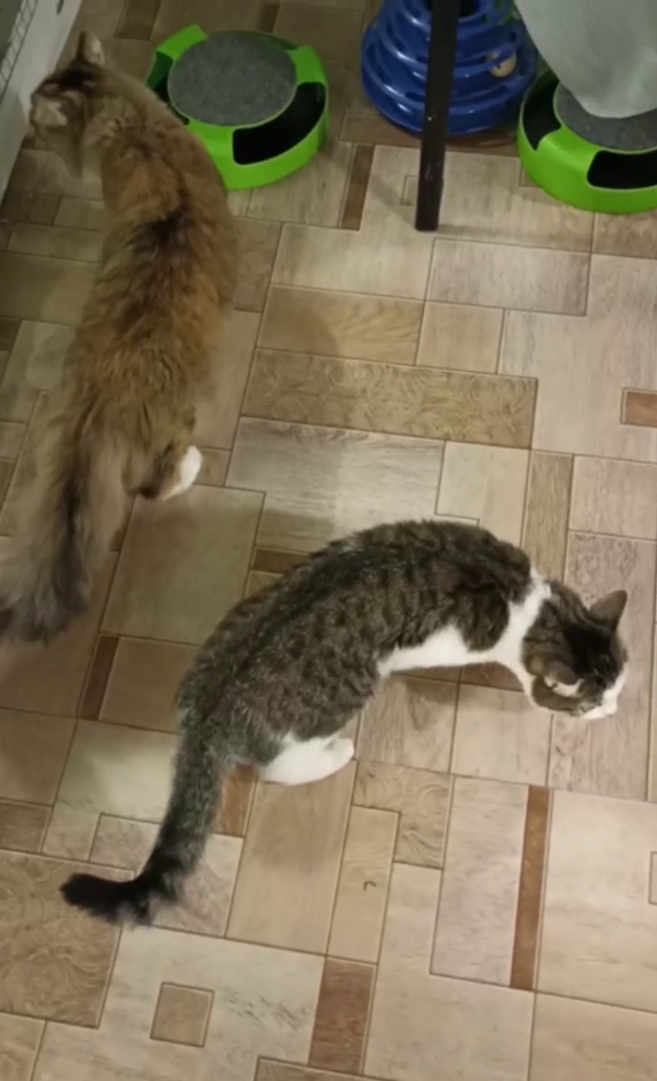 Моня и Мия — нежные мечтательницы. Гостиница для кошек Усики и хвостики, Красноярск