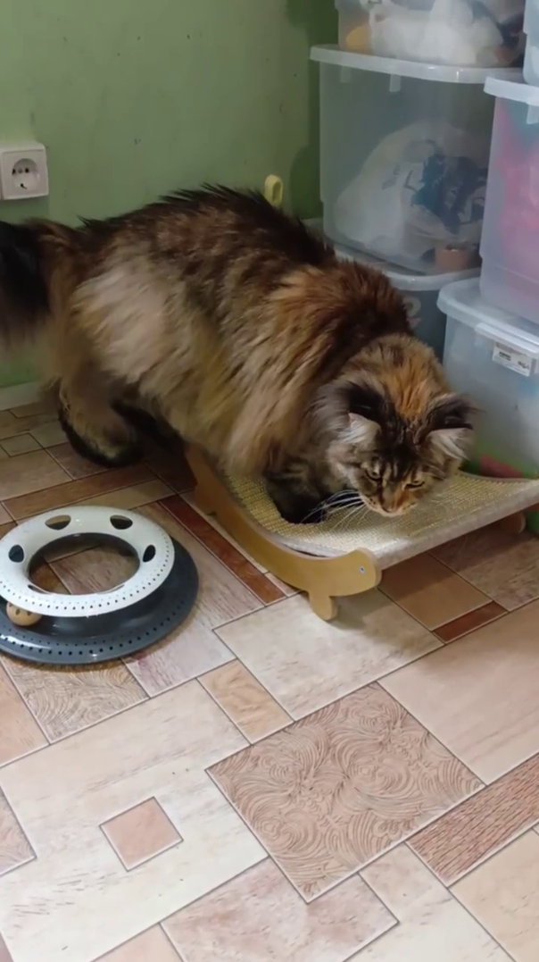 Дора — настоящая королева мейн-кунов. Гостиница для кошек Усики и хвостики, Красноярск