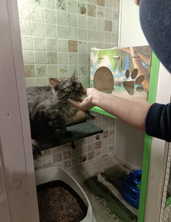 Игорёк — общительный модник. Гостиница для кошек Усики и хвостики, Красноярск