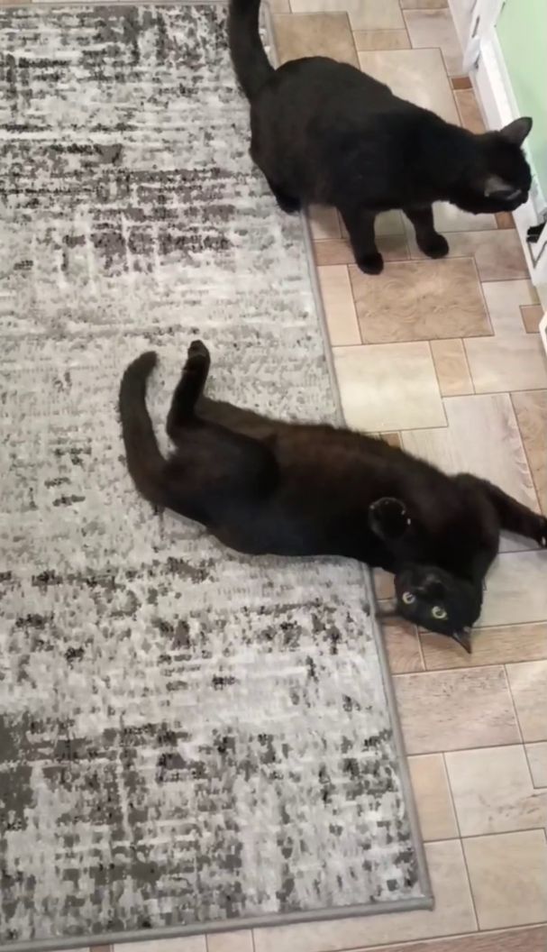 Гудрон и Гуталин — неунывающие проказники. Гостиница для кошек Усики и хвостики, Красноярск