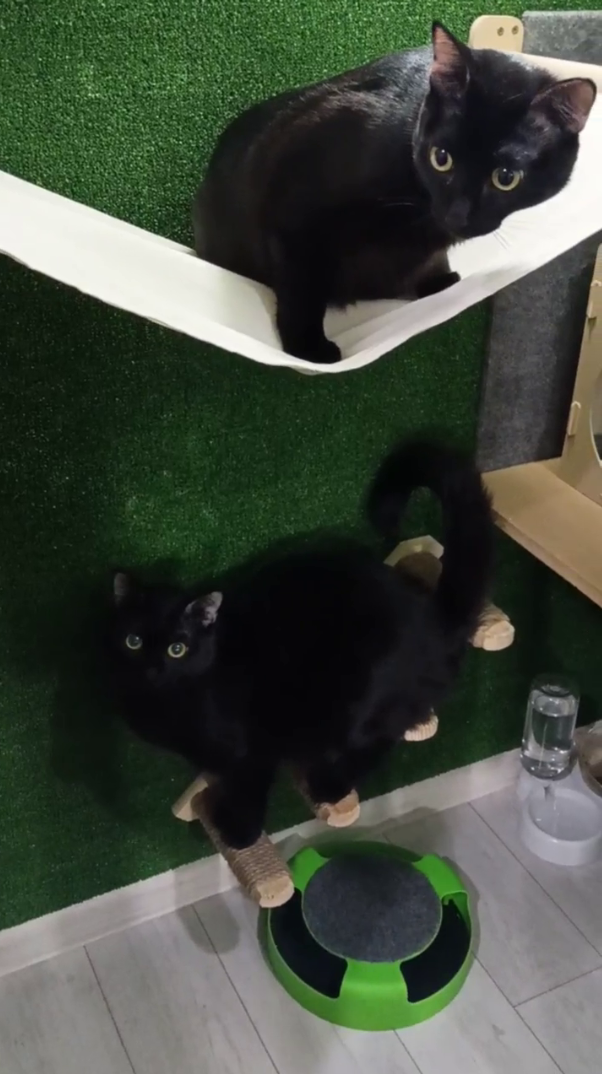 Гудрон и Гуталин — неунывающие проказники. Гостиница для кошек Усики и хвостики, Красноярск