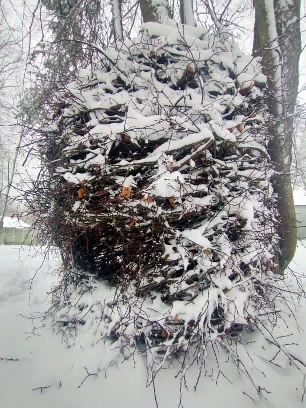 Резиденция «Белые аллеи» Москва. Лилия Ким. Междисциплинарный художник