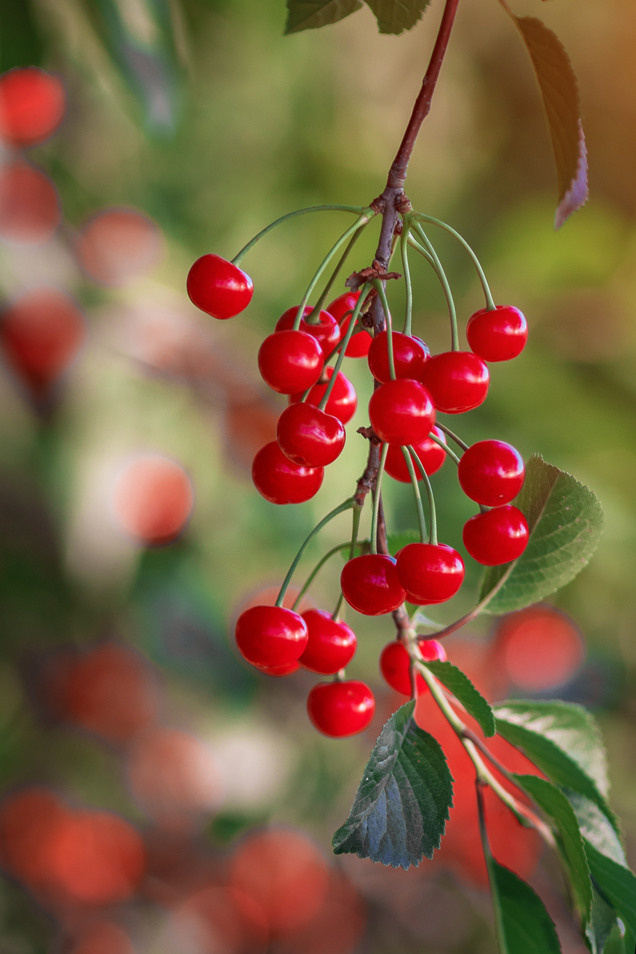 Вишня на даче. Семейный и детский фотограф |Брянск| Анастасия Перепелкина