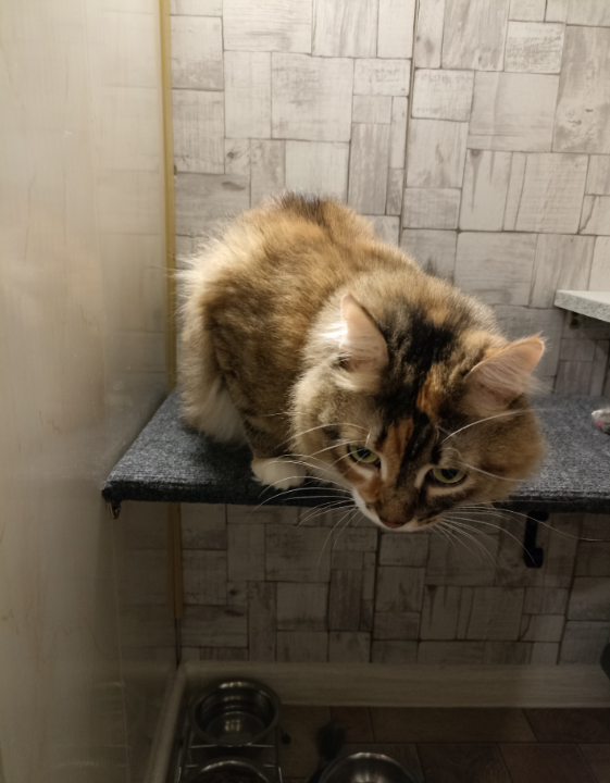 Моня и Мия — нежные мечтательницы. Гостиница для кошек Усики и хвостики, Красноярск