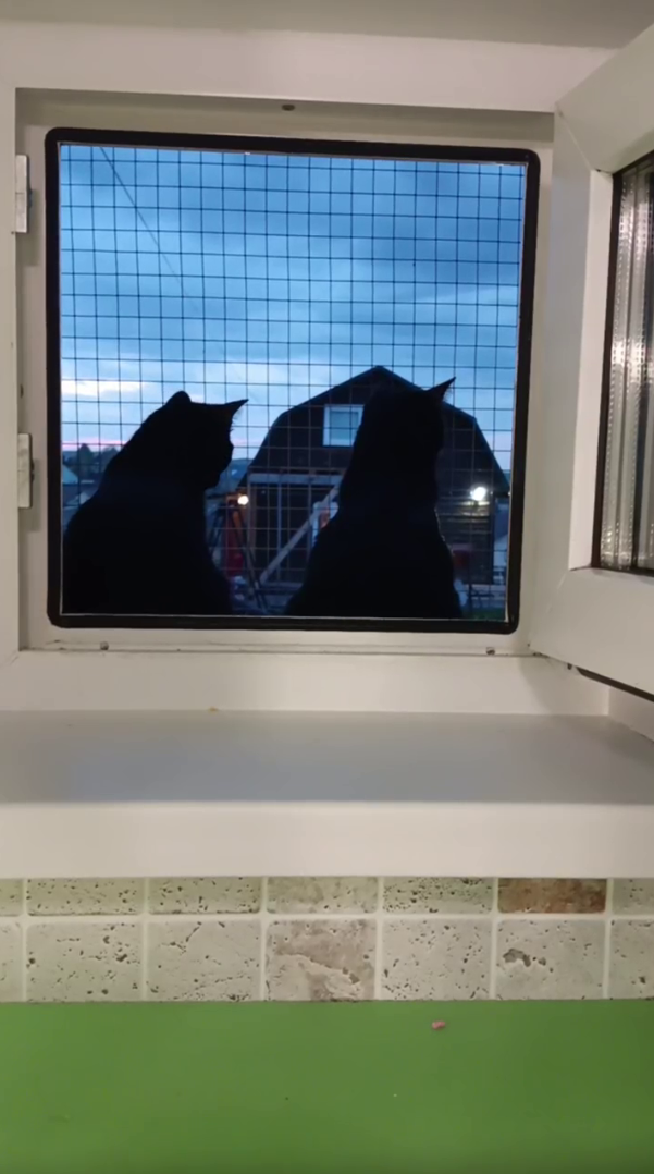 Гудрон и Гуталин — неунывающие проказники. Гостиница для кошек Усики и хвостики, Красноярск