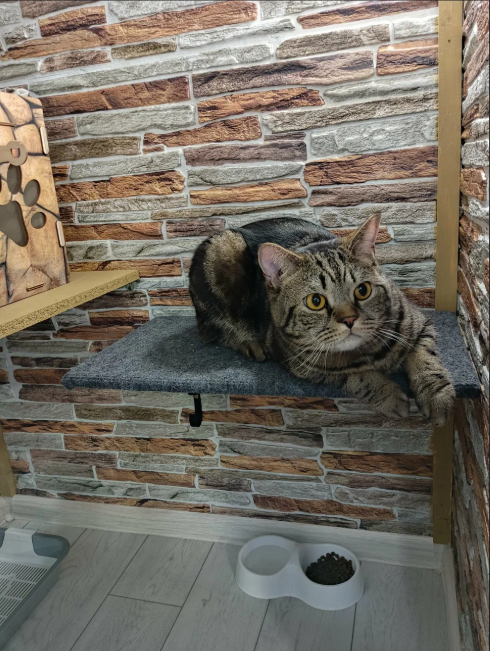 Джейсон — озорной и нежный малыш со своим особым характером. Гостиница для кошек Усики и хвостики, Красноярск