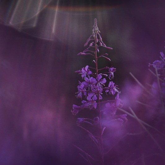 Елена Гонтаренко — художественный портрет. Фотограф в России, Семейный фотограф, репортажный фотограф, детский фотограф, портретный фотограф, контент фотограф, универсальный фотограф